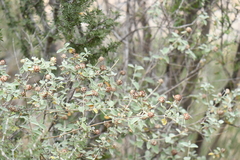 Buddleja marrubiifolia