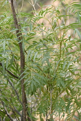 Tecoma stans angustata