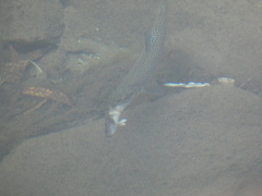 Cottus gobio