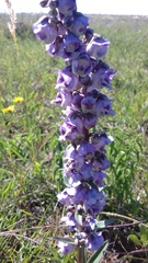 Angelonia integerrima