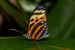 Heliconius hecale