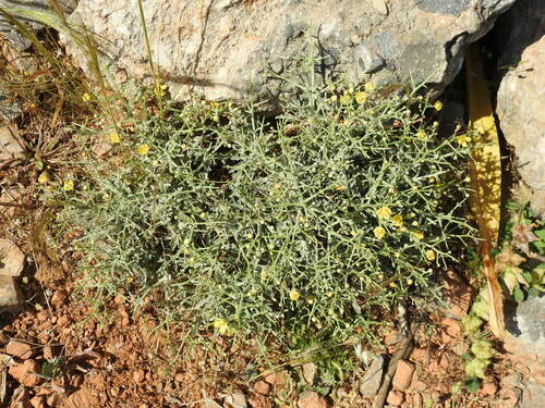 Image of Verbascum spinosum by (c) Yves Bas, some rights reserved (CC BY)