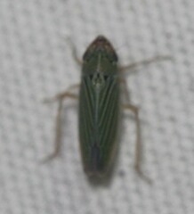 Xyphon reticulatum