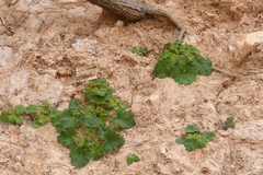 Eucnide bartonioides