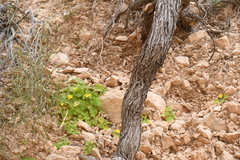 Eucnide bartonioides