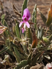 Pelargonium caespitosum