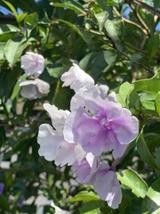 Brunfelsia pauciflora