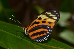 Heliconius hecale