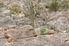 Eucnide bartonioides