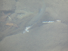 Cottus gobio