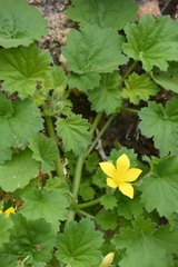 Eucnide bartonioides
