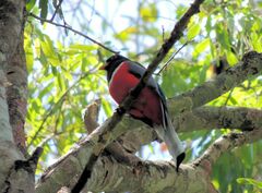 Trogon elegans