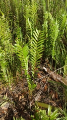 Serrated Water Fern (Telmatoblechnum serrulatum)