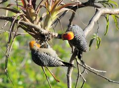 Melanerpes chrysogenys