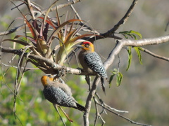 Melanerpes chrysogenys