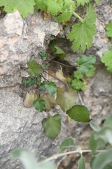 Mimophytum alienoides