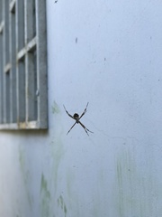 Argiope argentata