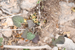 Mimophytum alienoides