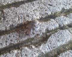 Paraphidippus fartilis