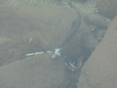 Cottus gobio