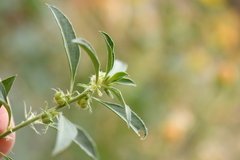 Ditaxis serrata
