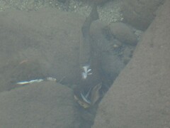 Cottus gobio