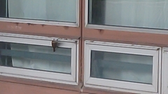 Lepidocolaptes angustirostris