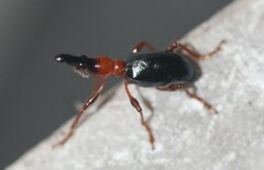 Cylas formicarius