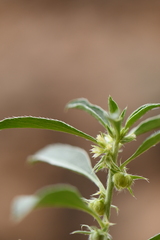 Ditaxis serrata