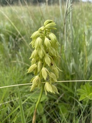 Orthochilus foliosus