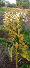 Nicotiana tabacum