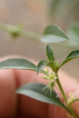 Ditaxis serrata