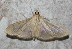 Spilomelinae