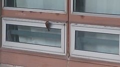 Lepidocolaptes angustirostris