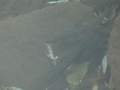 Cottus gobio