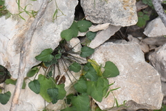 Mimophytum alienoides