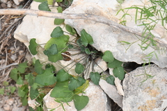 Mimophytum alienoides