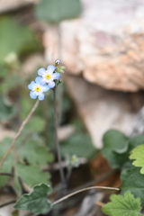 Mimophytum alienoides