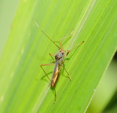Phaenacantha australiae