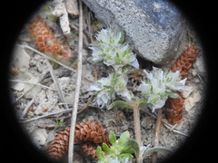 Paronychia macrosepala