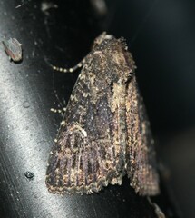 Condica