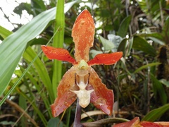 Houlletia