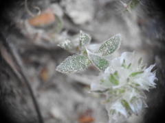 Paronychia macrosepala