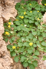 Eucnide bartonioides