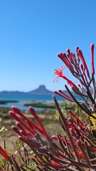 Psittacanthus sonorae