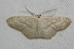 Scopula benitaria