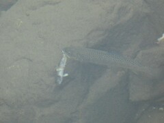 Cottus gobio