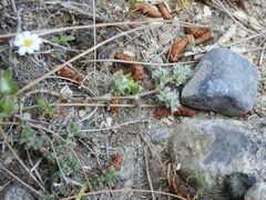 Paronychia macrosepala