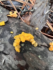 Dacrymyces