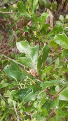 Quercus minima